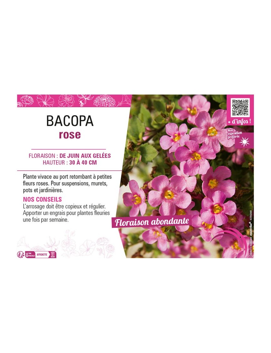 BACOPA ROSE