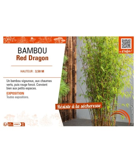 BAMBOU Red Dragon