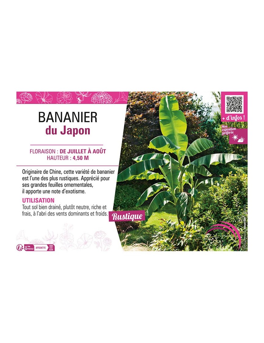 BANANIER DU JAPON