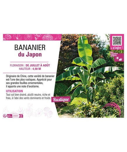 BANANIER DU JAPON