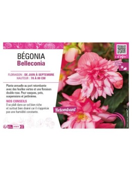 BÉGONIA BELLECONIA