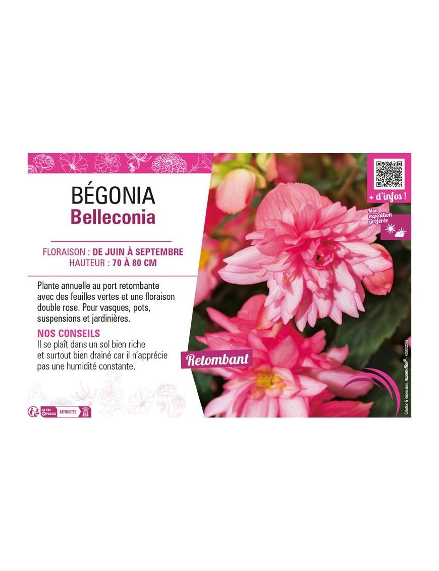 BÉGONIA BELLECONIA