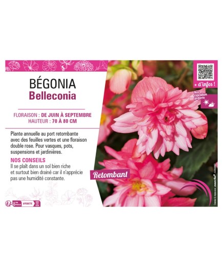BÉGONIA BELLECONIA