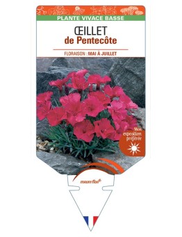 DIANTHUS GRATIANOPOLINATUS voir Œillet de Pentecôte (rouge)