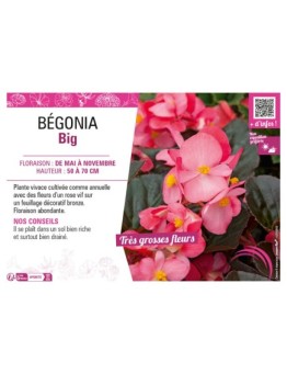 BÉGONIA BIG