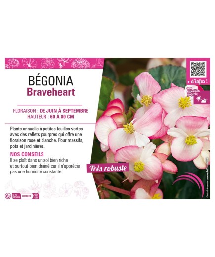 BÉGONIA BRAVEHEART