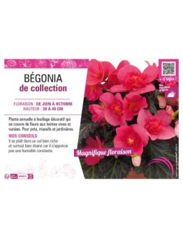 BÉGONIA DE COLLECTION