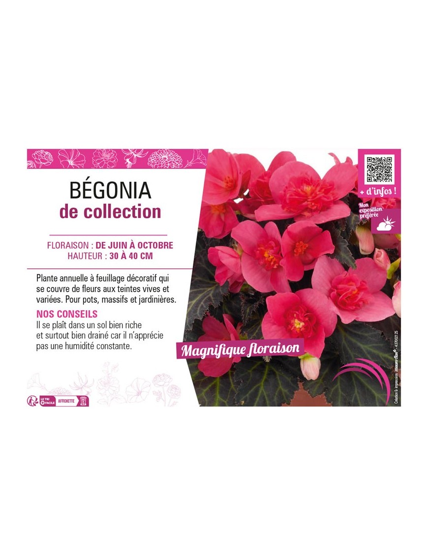 BÉGONIA DE COLLECTION