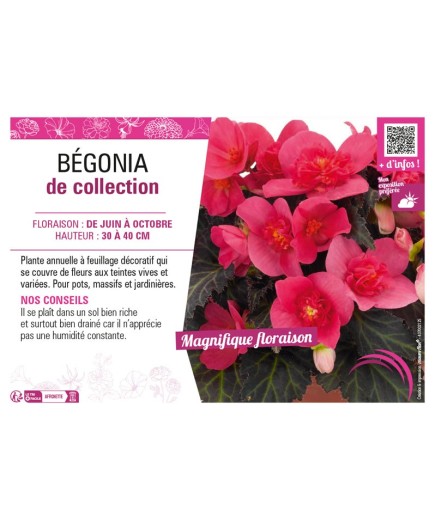 BÉGONIA DE COLLECTION