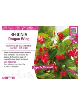 BÉGONIA DRAGON WING