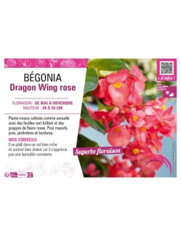 BÉGONIA DRAGON WING ROSE