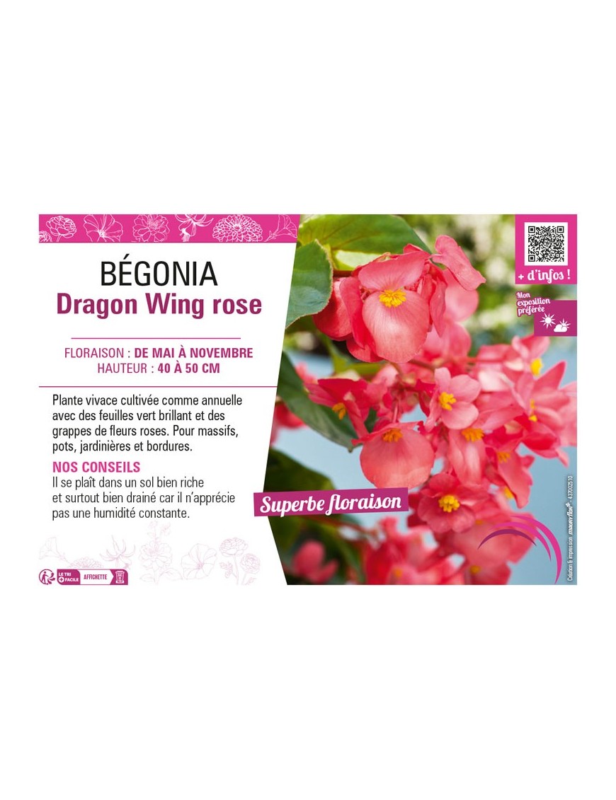BÉGONIA DRAGON WING ROSE