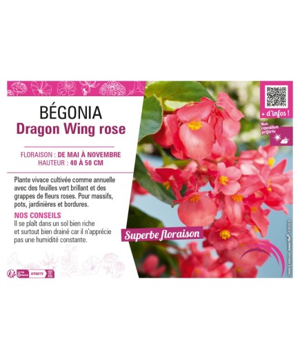 BÉGONIA DRAGON WING ROSE