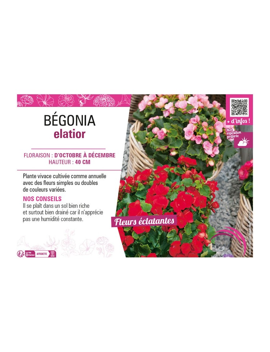 BÉGONIA ELATIOR (varié)