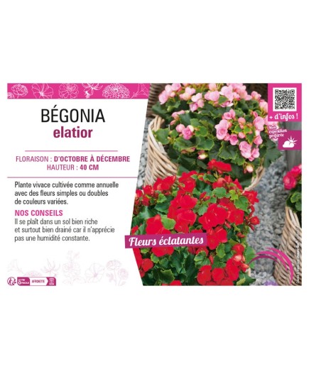 BÉGONIA ELATIOR (varié)