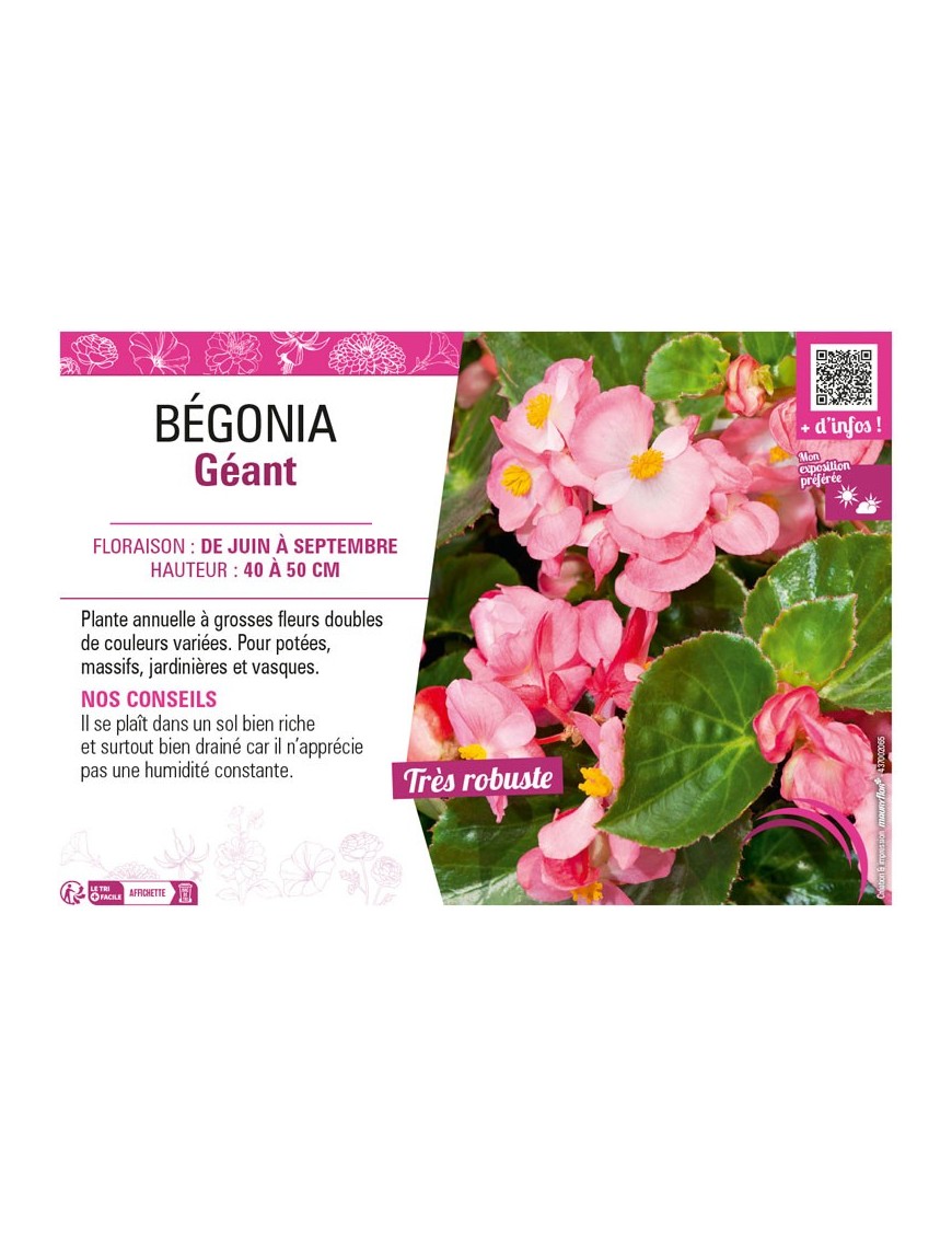 BÉGONIA GÉANT