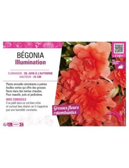 BÉGONIA ILLUMINATION