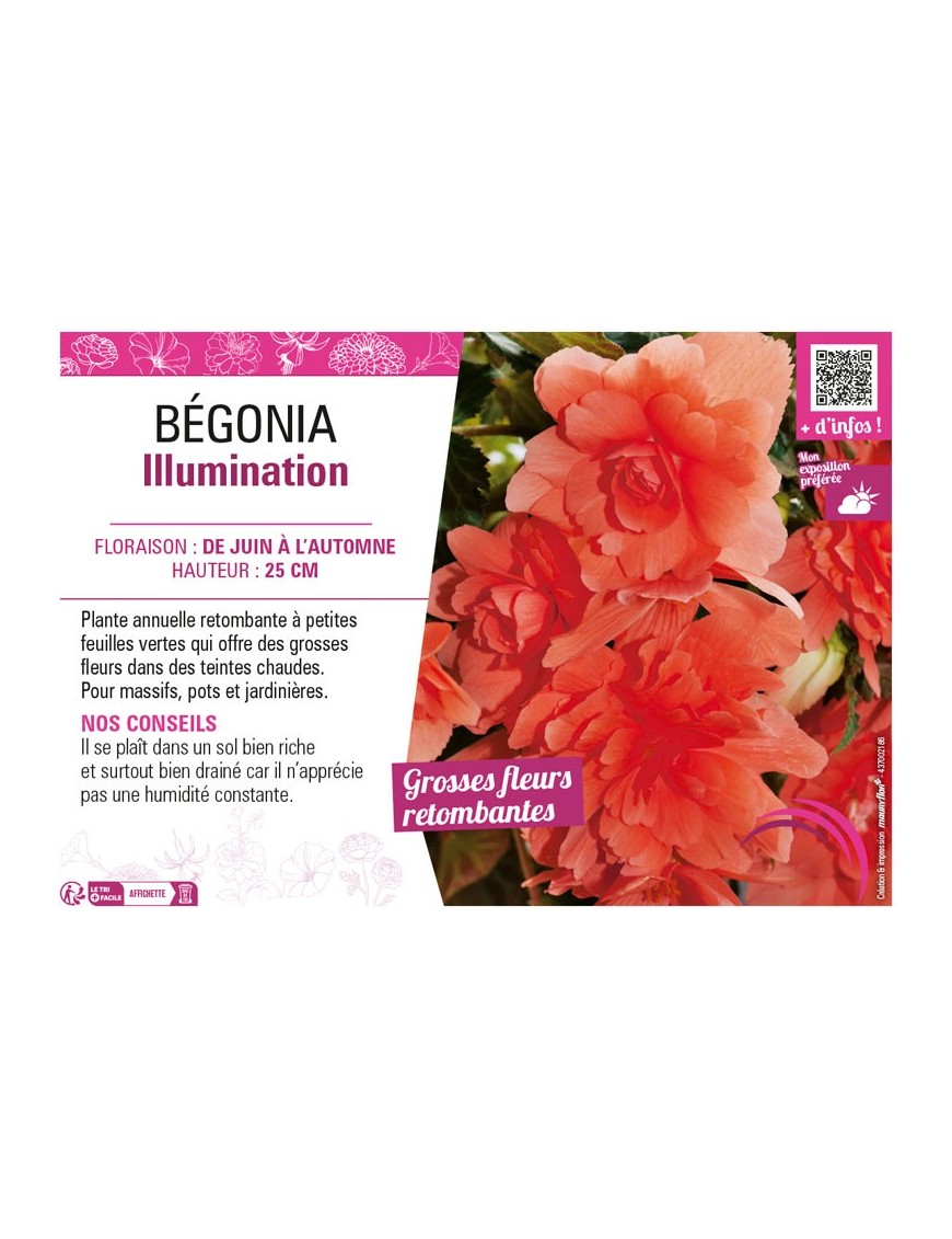 BÉGONIA ILLUMINATION
