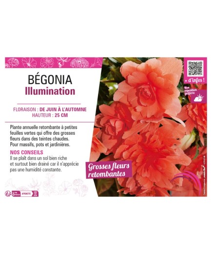 BÉGONIA ILLUMINATION