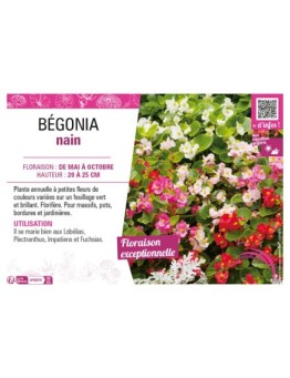 BÉGONIA NAIN (varié)