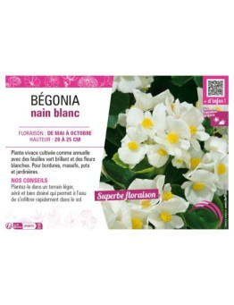BÉGONIA NAIN BLANC