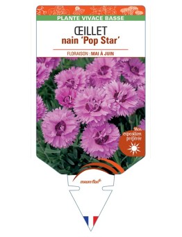 DIANTHUS hybridus Pop Star voir Œillet nain