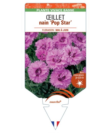 DIANTHUS hybridus Pop Star voir Œillet nain