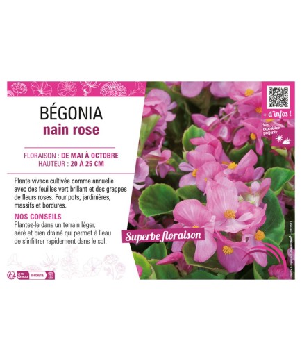 BÉGONIA NAIN ROSE