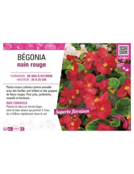 BÉGONIA NAIN ROUGE
