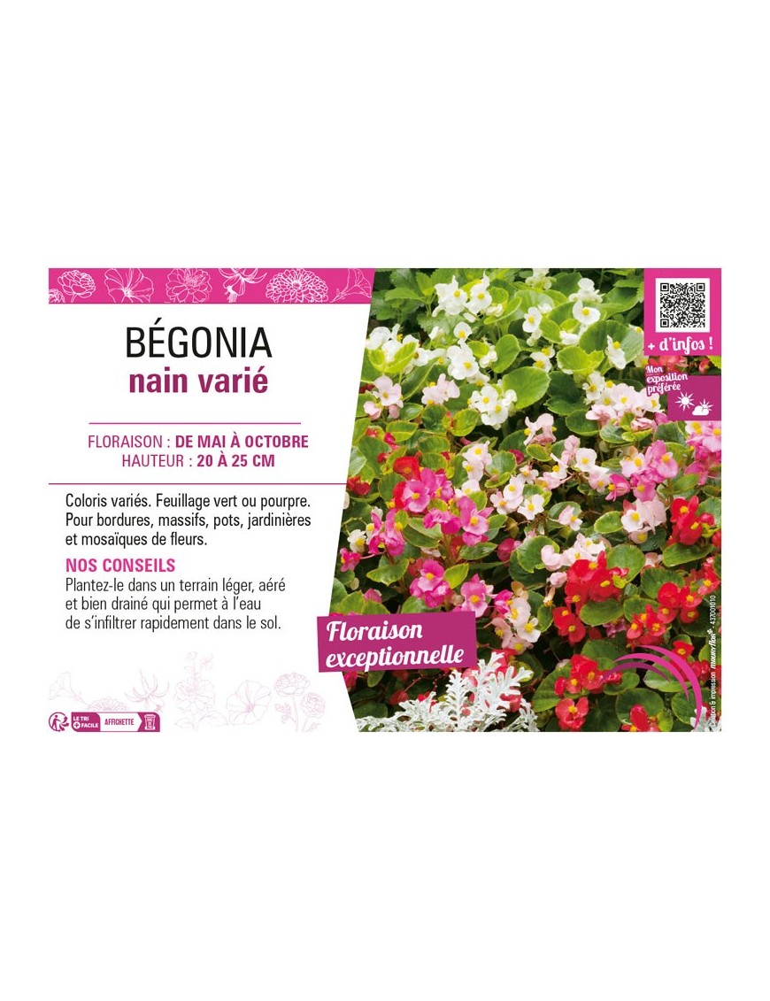 BÉGONIA NAIN VARIÉ