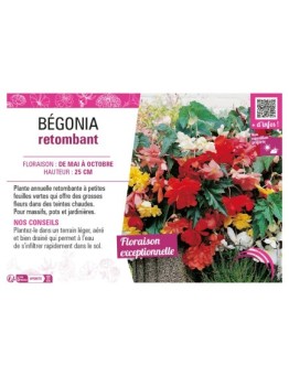 BÉGONIA RETOMBANT (varié)
