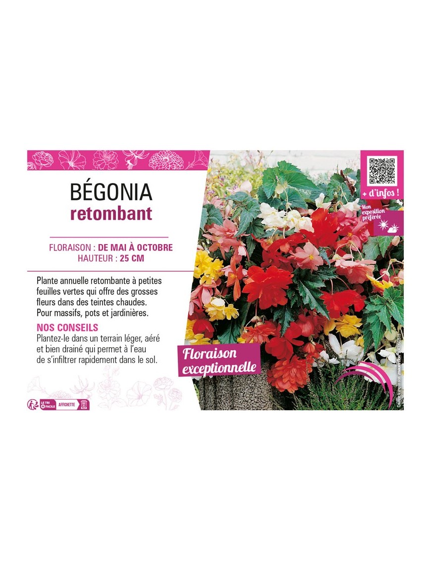 BÉGONIA RETOMBANT (varié)