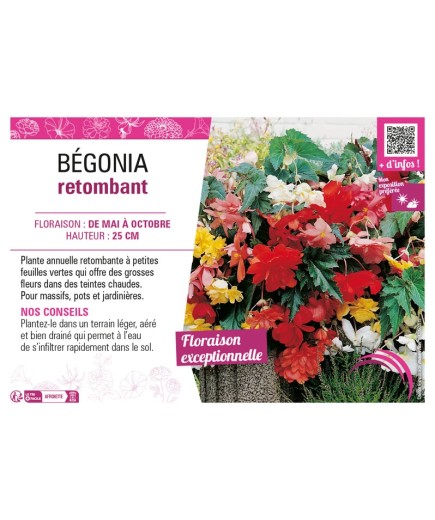 BÉGONIA RETOMBANT (varié)