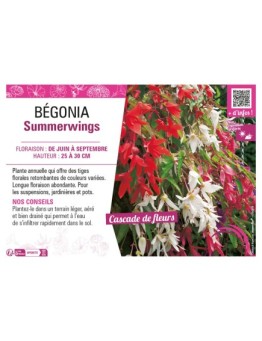 BÉGONIA SUMMERWINGS