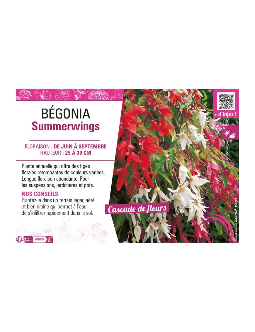 BÉGONIA SUMMERWINGS