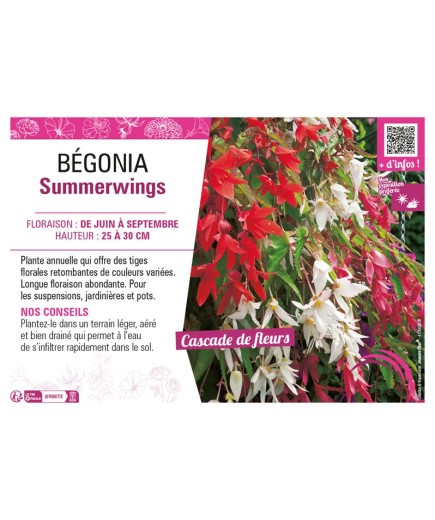 BÉGONIA SUMMERWINGS