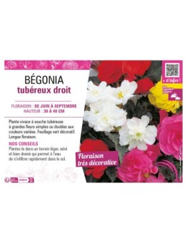 BÉGONIA TUBEREUX DROIT