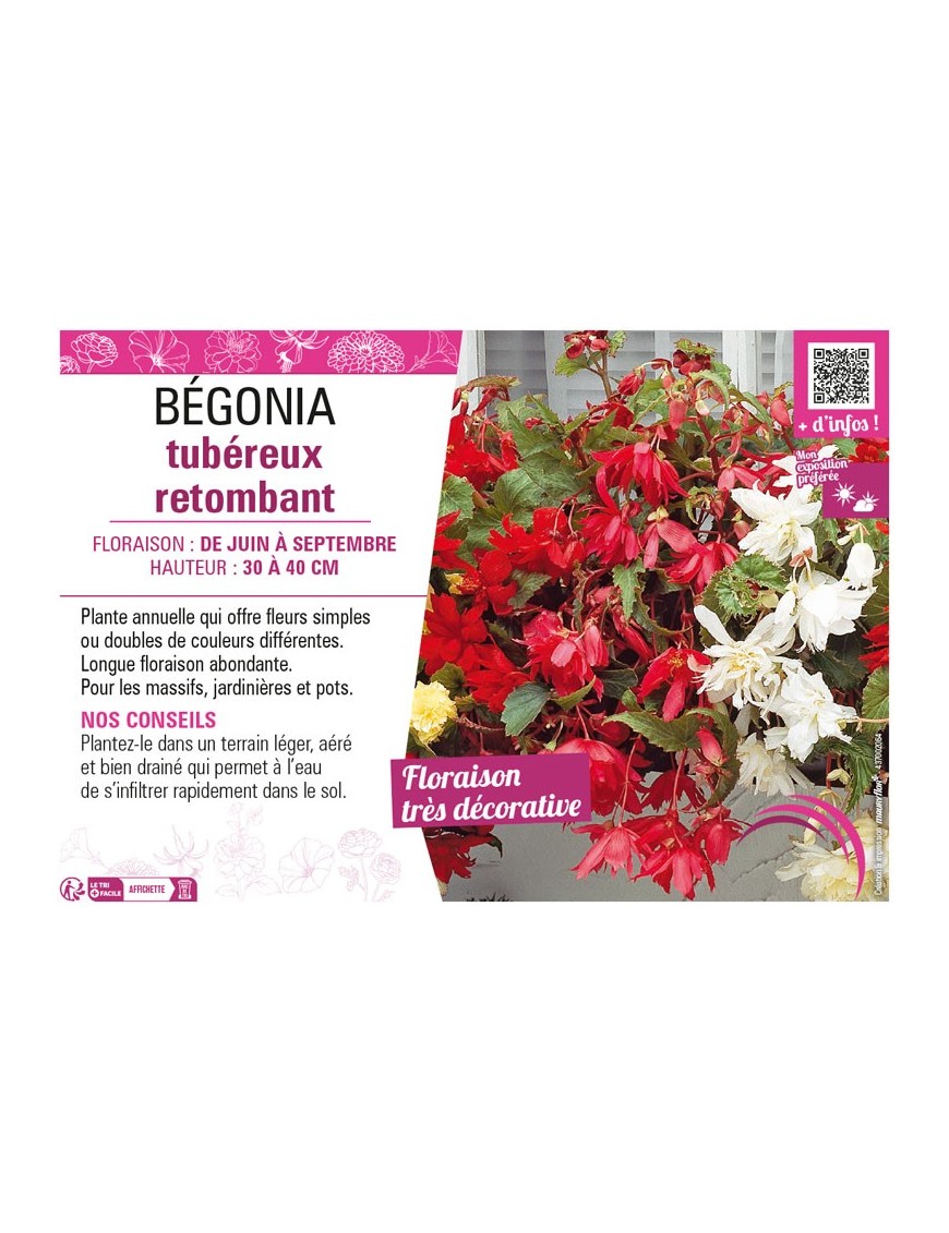 BÉGONIA TUBEREUX RETOMBANT