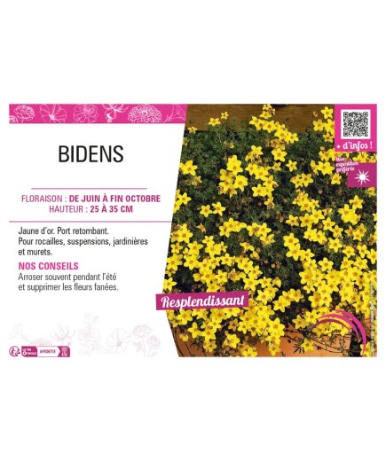 BIDENS