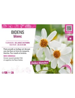 BIDENS BLANC