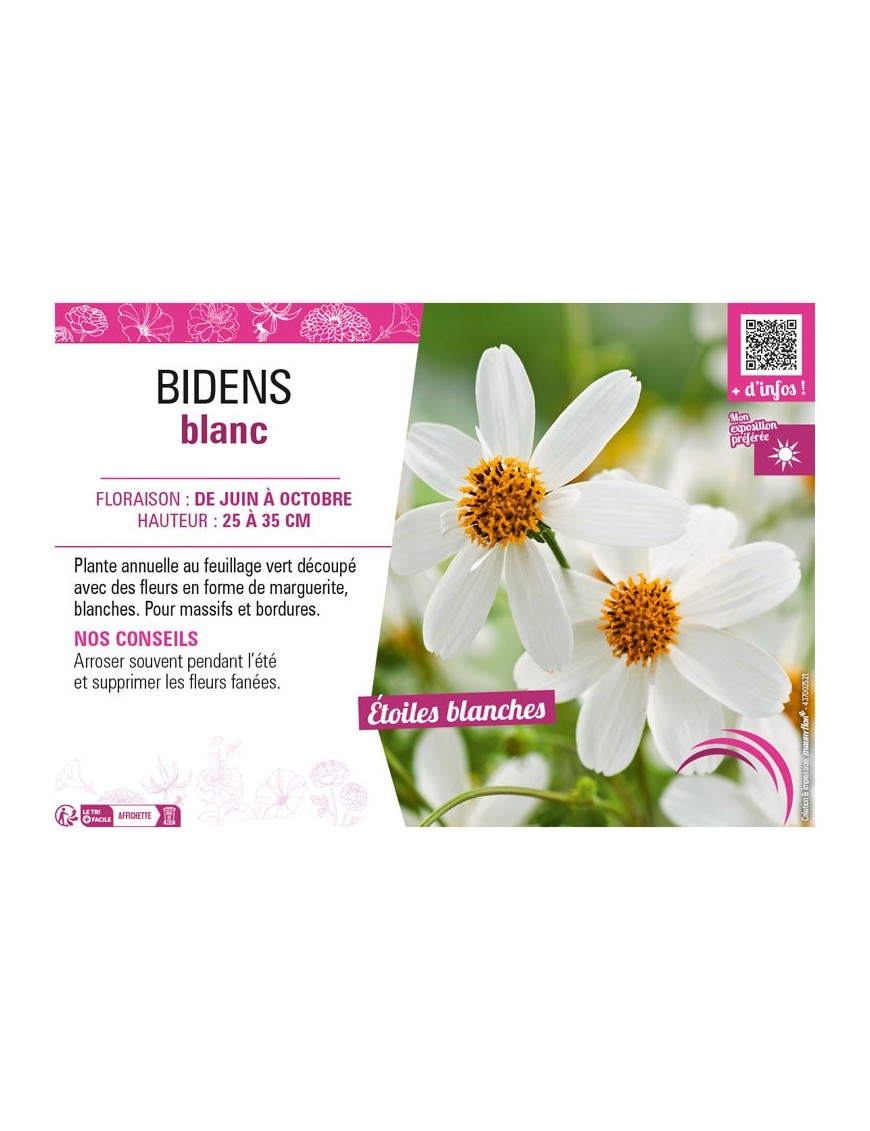 BIDENS BLANC