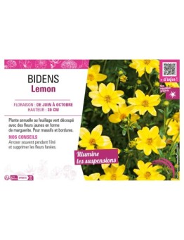 BIDENS LEMON