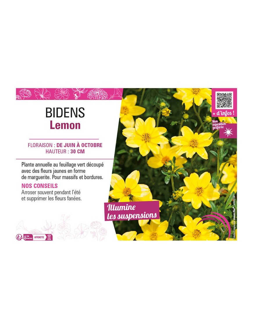 BIDENS LEMON