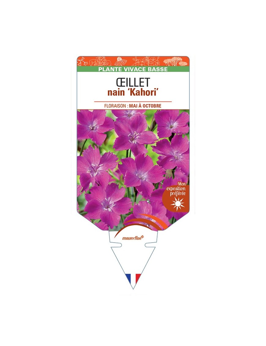 DIANTHUS Kahori voir Œillet nain