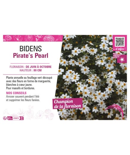 BIDENS PIRATE'S PEARL
