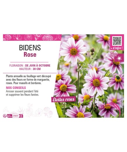 BIDENS ROSE