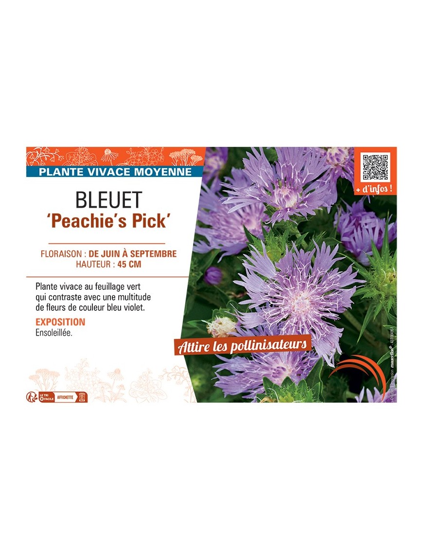 BLEUET ‘Peachie’s Pick’