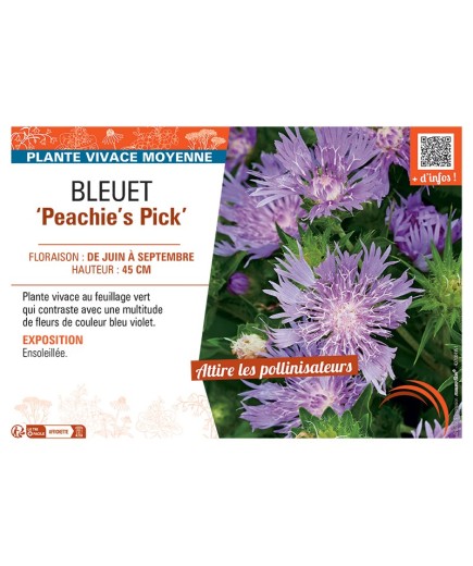 BLEUET ‘Peachie’s Pick’