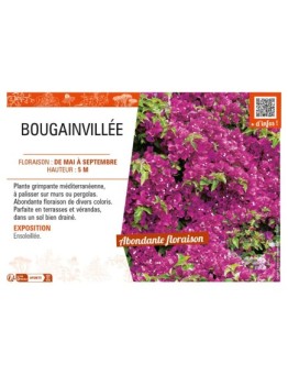 BOUGAINVILLEA (varié)