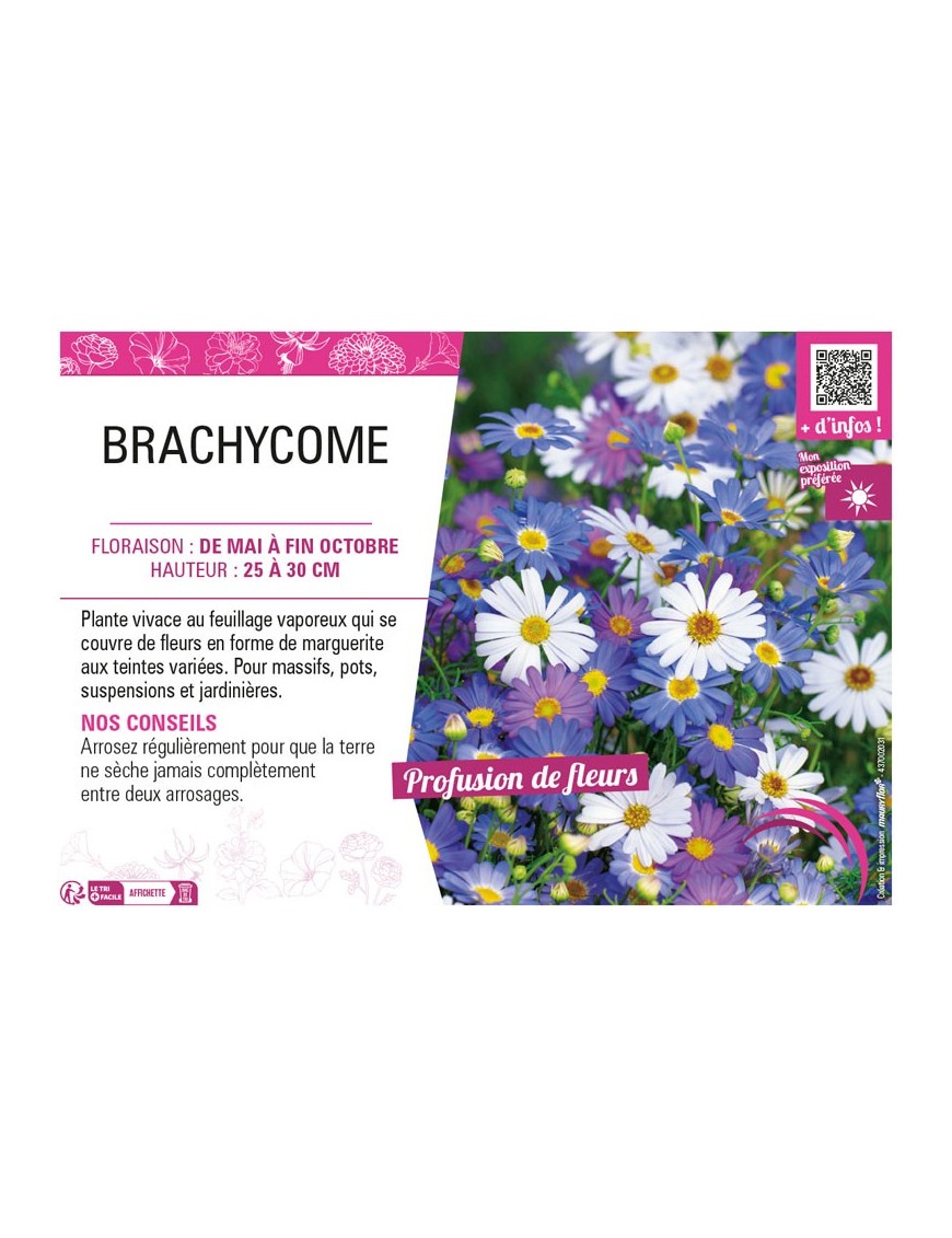 BRACHYCOME